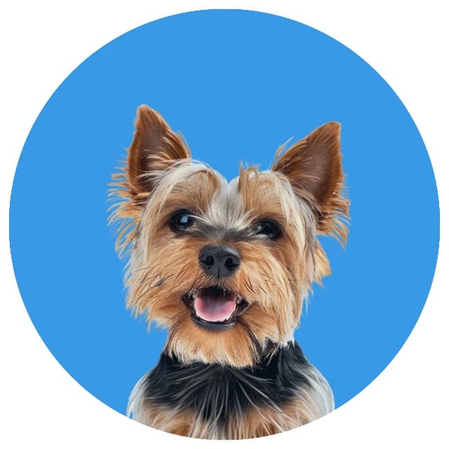 Wicked Pets image 3